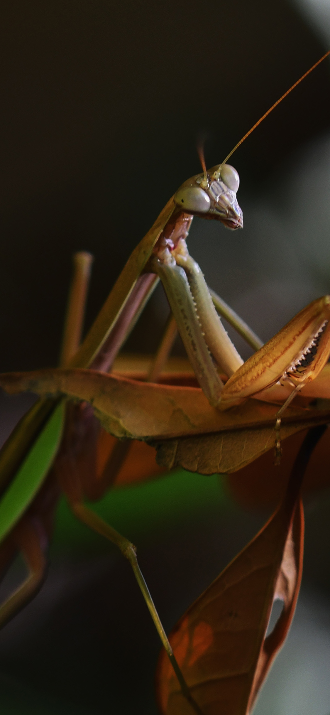 [2436×1125]昆虫 螳螂 害虫  树叶 苹果手机壁纸图片