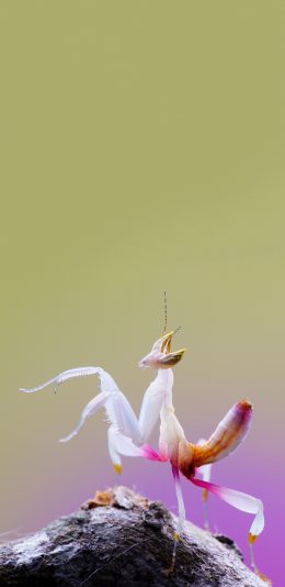 [2436x1125]昆虫 螳螂 害虫 白化 苹果手机壁纸图片