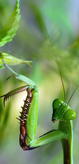 [2436x1125]昆虫 螳螂 枝叶 节肢昆虫 苹果手机壁纸图片