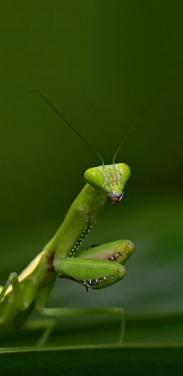 [2436x1125]昆虫 螳螂 镰刀 功夫 苹果手机壁纸图片