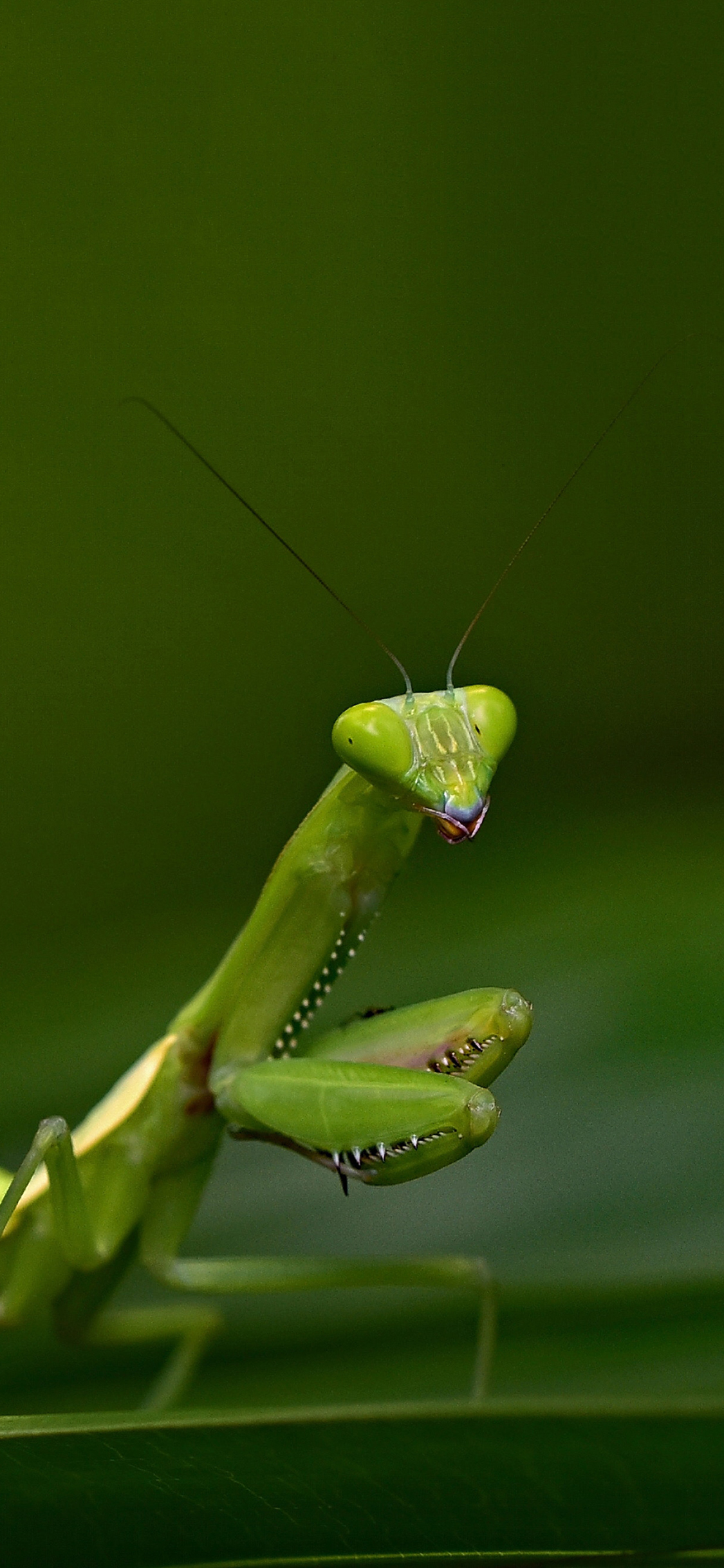 [2436×1125]昆虫 螳螂 镰刀 功夫 苹果手机壁纸图片