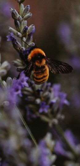 [2436x1125]昆虫 采蜜 蜜蜂 花丛 苹果手机壁纸图片