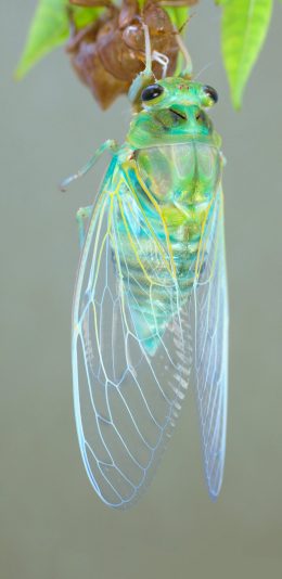 [2436x1125]昆虫 金蝉脱壳 荧光 蝉鸣 苹果手机壁纸图片