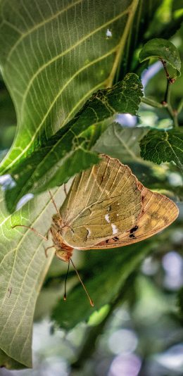 [2436x1125]昆虫 飞蛾 枝叶 啃食 蝴蝶 苹果手机壁纸图片
