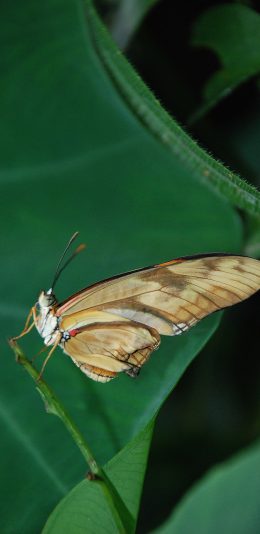 [2436x1125]昆虫 飞蛾 蝴蝶 绿叶 苹果手机壁纸图片