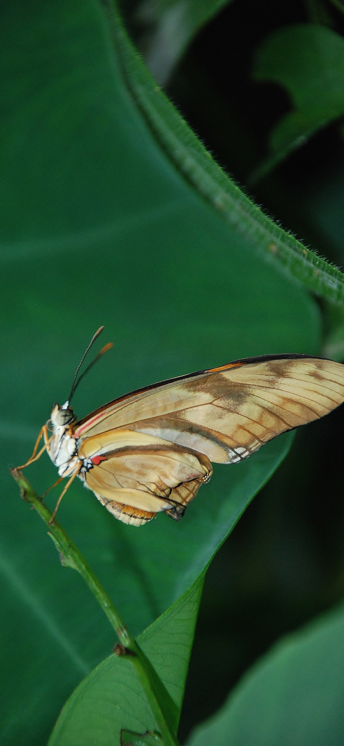 [2436×1125]昆虫 飞蛾 蝴蝶 绿叶 苹果手机壁纸图片
