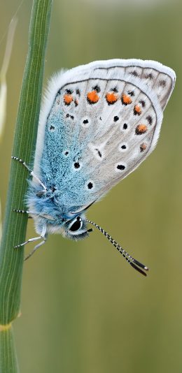[2436x1125]昆虫 飞蛾 蝴蝶 触角 苹果手机壁纸图片