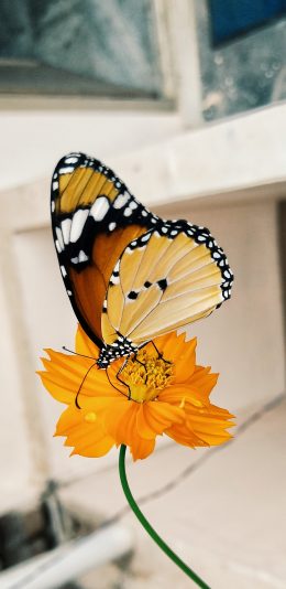 [2436x1125]昆虫 鲜花 蝴蝶 飞舞 站立 苹果手机壁纸图片