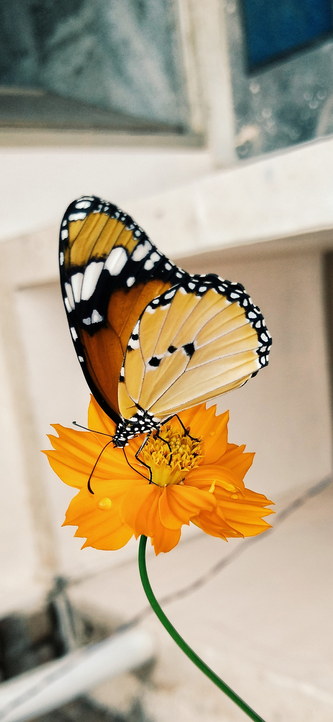 [2436×1125]昆虫 鲜花 蝴蝶 飞舞 站立 苹果手机壁纸图片