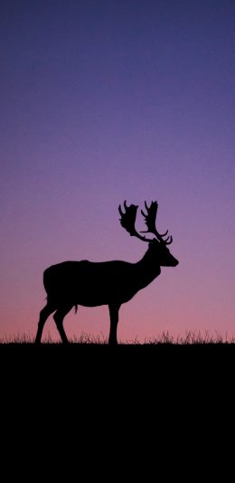 [2436x1125]星空 夜景 鹿 鹿角 苹果手机壁纸图片