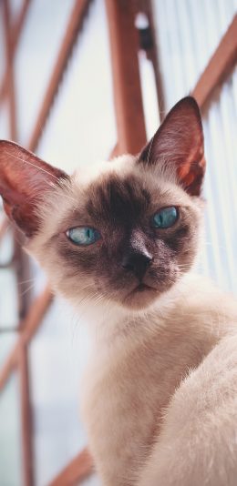 [2436x1125]暹罗 猫咪 宠物 皮毛 苹果手机壁纸图片