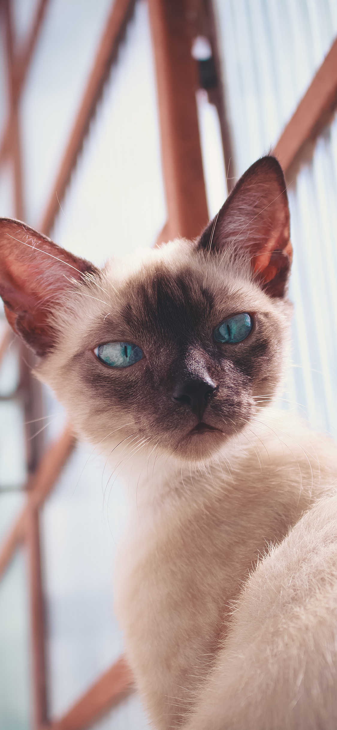 [2436×1125]暹罗 猫咪 宠物 皮毛 苹果手机壁纸图片