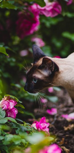 [2436x1125]暹罗 猫咪 花丛 户外 苹果手机壁纸图片