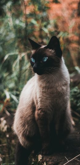 [2436x1125]暹罗猫 宠物 猫咪 皮毛 苹果手机壁纸图片