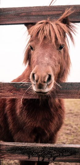 [2436x1125]木栏 马匹 棕马 刘海 苹果手机壁纸图片