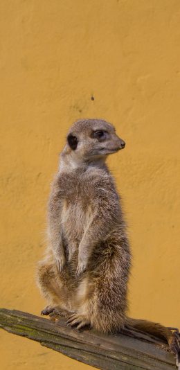 [2436x1125]木桩 狐獴 站立 呆萌 苹果手机壁纸图片