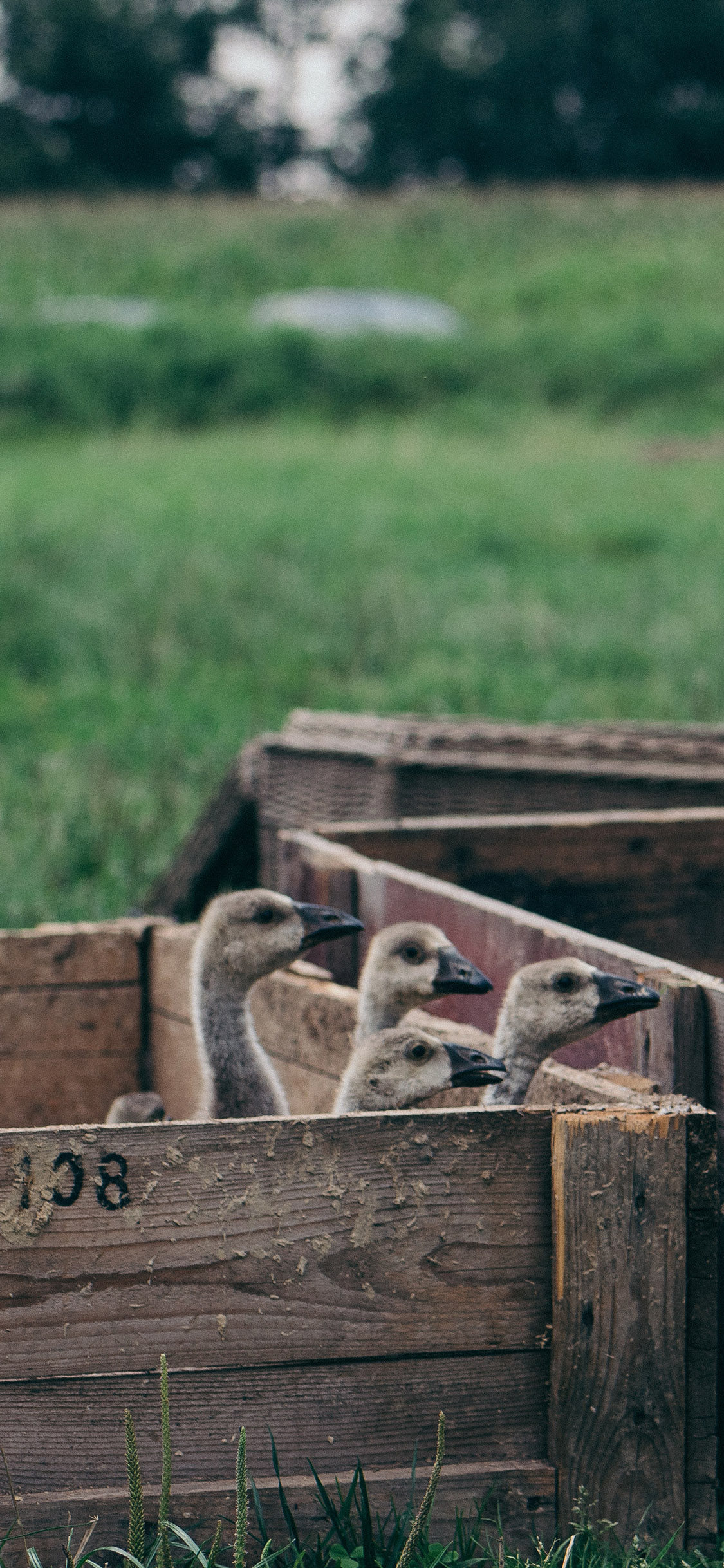 [2436×1125]木箱 家禽 小鹅 幼崽 苹果手机壁纸图片