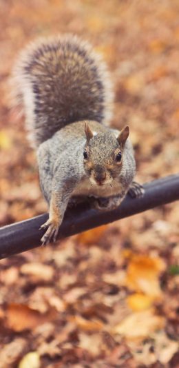 [2436x1125]松树 绿叶 户外 站立 尾巴 苹果手机壁纸图片