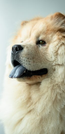 [2436x1125]松狮 宠物 皮毛 蓬松 苹果手机壁纸图片