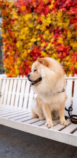 [2436x1125]松狮 宠物 项圈 椅子 苹果手机壁纸图片