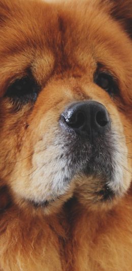 [2436x1125]松狮 狗 汪星人 可爱 毛茸茸 萌宠 苹果手机壁纸图片