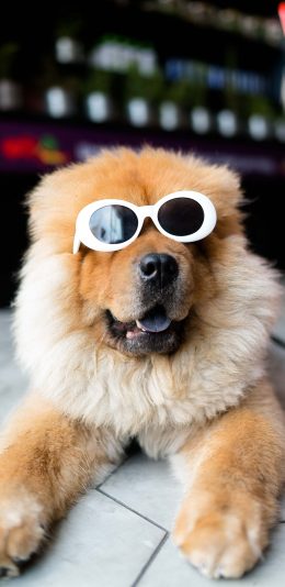 [2436x1125]松狮犬 狗 帅气 墨镜 宠物 动物 苹果手机壁纸图片