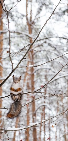[2436x1125]松鼠 可爱 树枝 尾巴 苹果手机壁纸图片