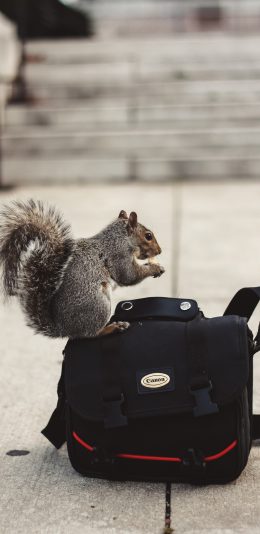 [2436x1125]松鼠 可爱 背包 站立 苹果手机壁纸图片