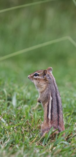 [2436x1125]松鼠 可爱 萌 草坪 站立 苹果手机壁纸图片