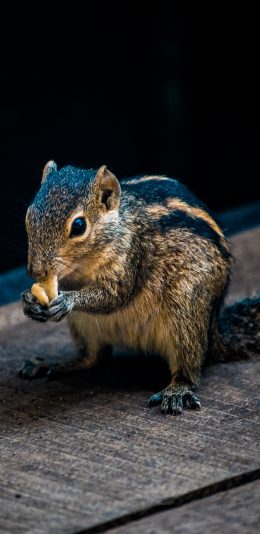 [2436x1125]松鼠 吃食 皮毛 木板 苹果手机壁纸图片