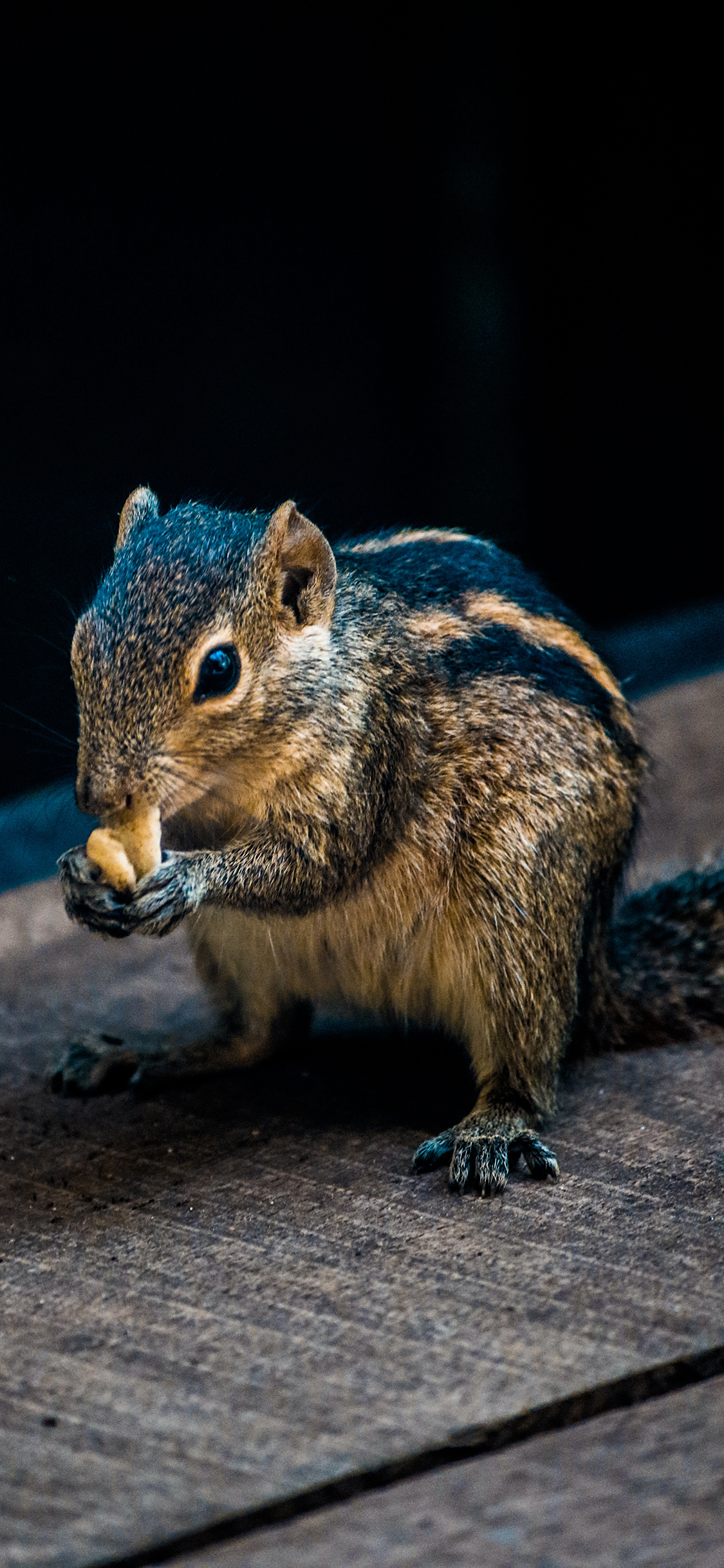[2436×1125]松鼠 吃食 皮毛 木板 苹果手机壁纸图片