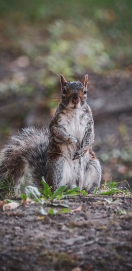 [2436x1125]松鼠 土地 尾巴 野草 苹果手机壁纸图片