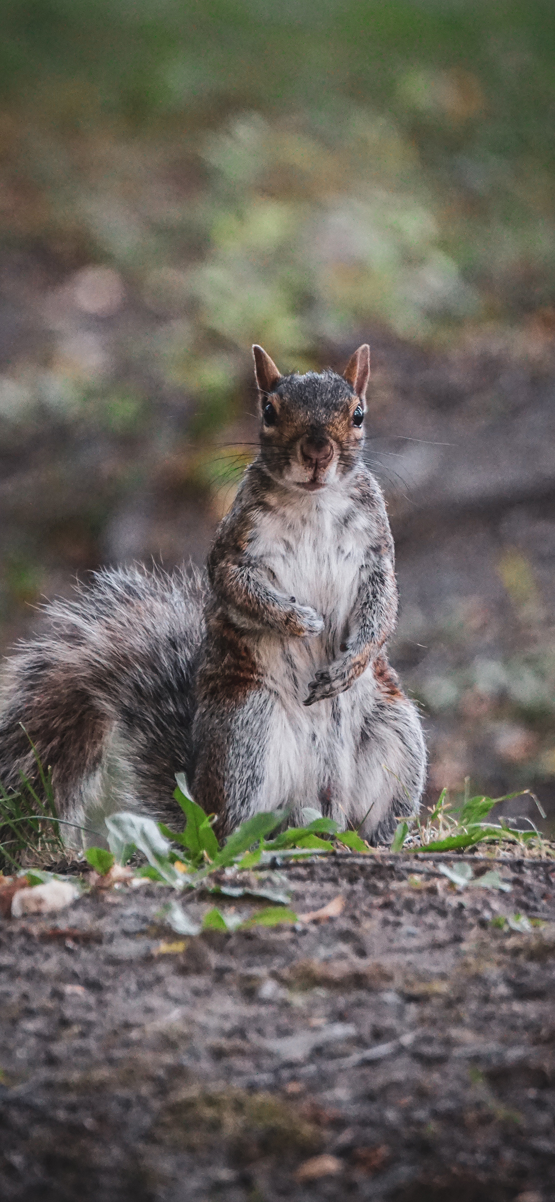 [2436×1125]松鼠 土地 尾巴 野草 苹果手机壁纸图片