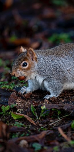 [2436x1125]松鼠 坚果 橡果 可爱 丛林 苹果手机壁纸图片