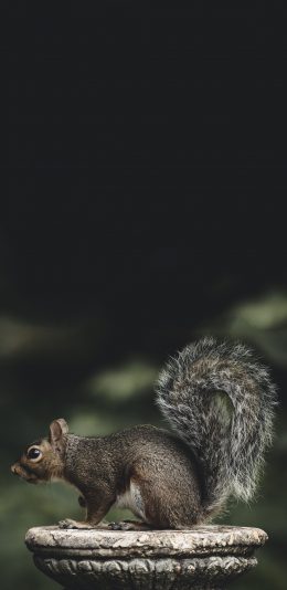 [2436x1125]松鼠 大尾巴 停留 可爱 苹果手机壁纸图片