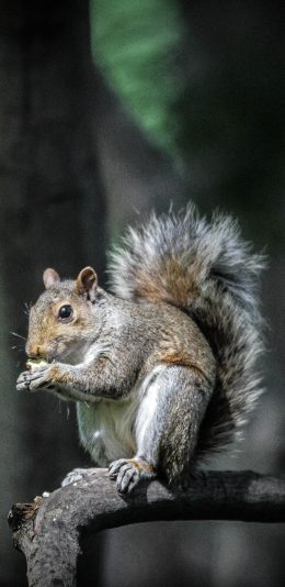 [2436x1125]松鼠 尾巴 树枝 动物 苹果手机壁纸图片