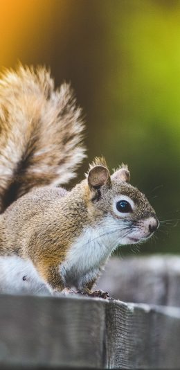 [2436x1125]松鼠 尾巴 谨慎 皮毛 苹果手机壁纸图片