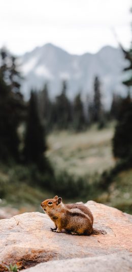 [2436x1125]松鼠 岩石 可爱 皮毛 苹果手机壁纸图片