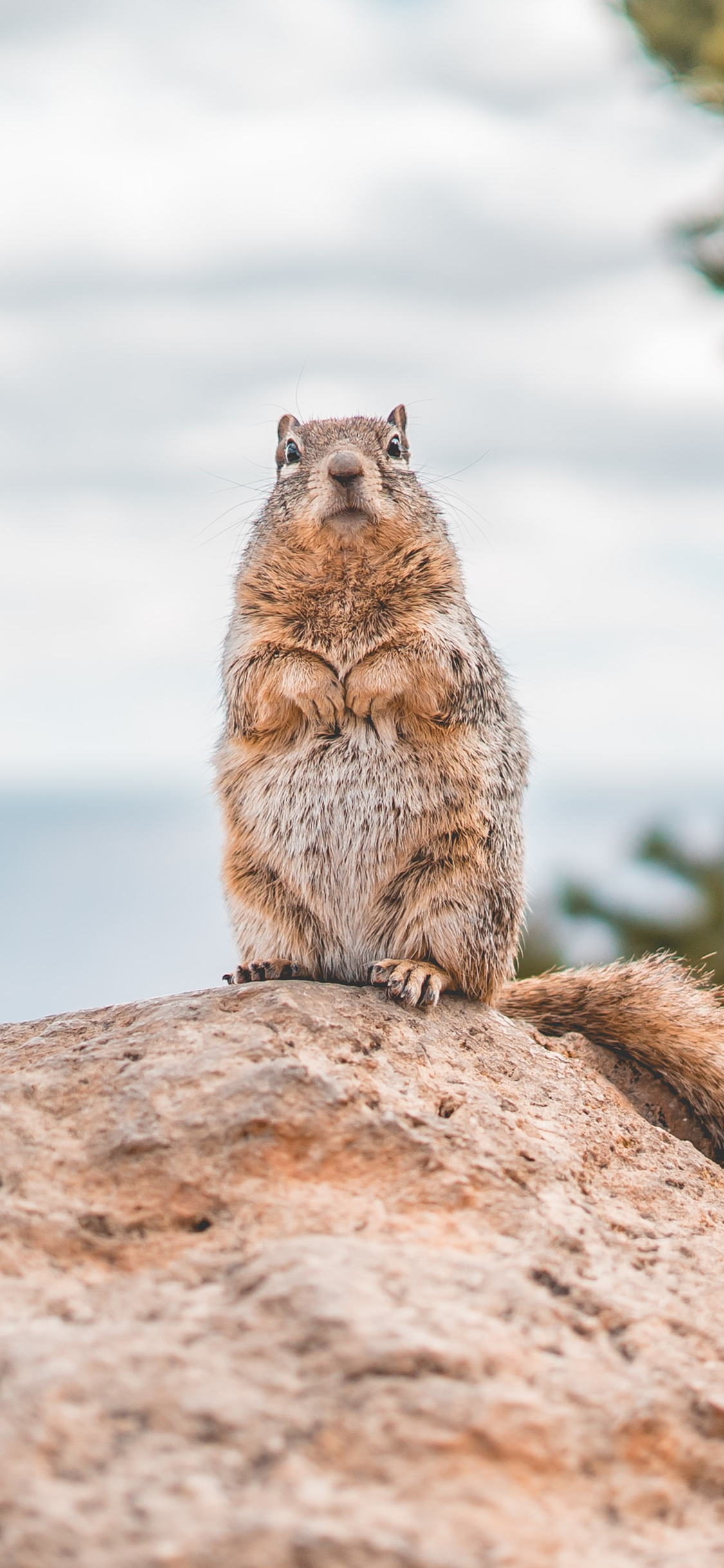 [2436×1125]松鼠 岩石 可爱 站立 苹果手机壁纸图片
