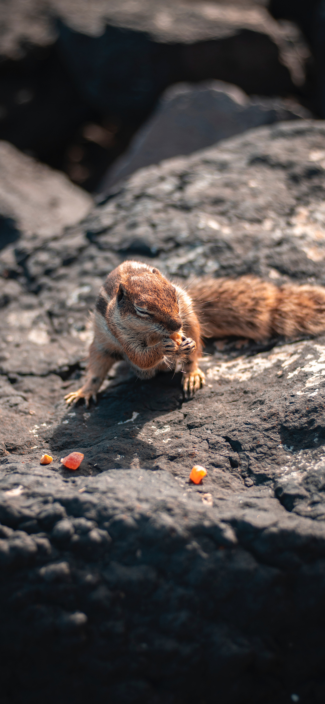 [2436×1125]松鼠 岩石 糖果 皮毛 觅食 苹果手机壁纸图片