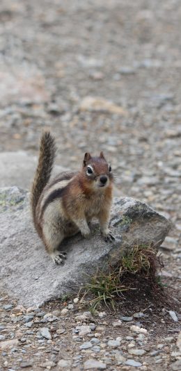 [2436x1125]松鼠 岩石 野外 皮毛 苹果手机壁纸图片