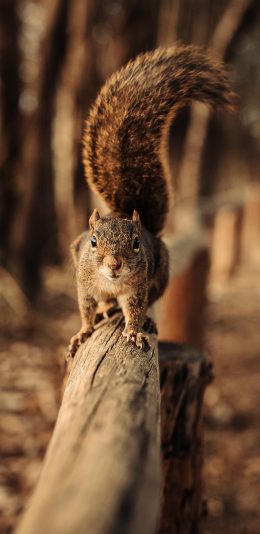 [2436x1125]松鼠 木桩 尾巴 皮毛 苹果手机壁纸图片