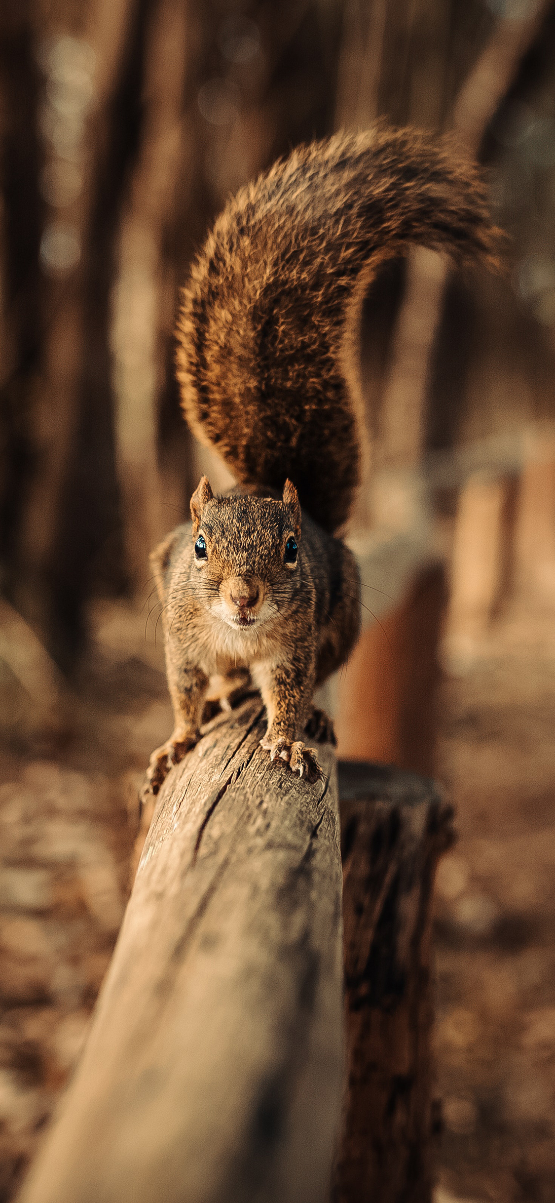 [2436×1125]松鼠 木桩 尾巴 皮毛 苹果手机壁纸图片