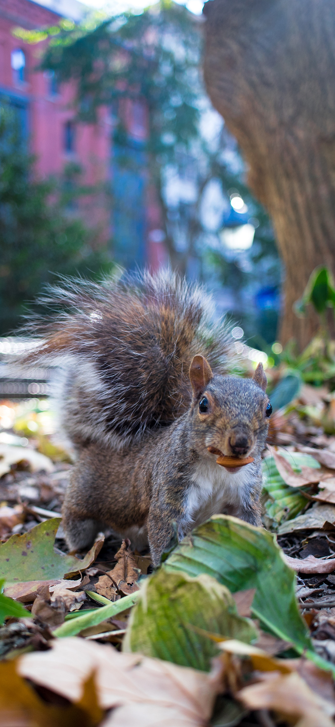 [2436×1125]松鼠 树叶 落叶 找食 苹果手机壁纸图片
