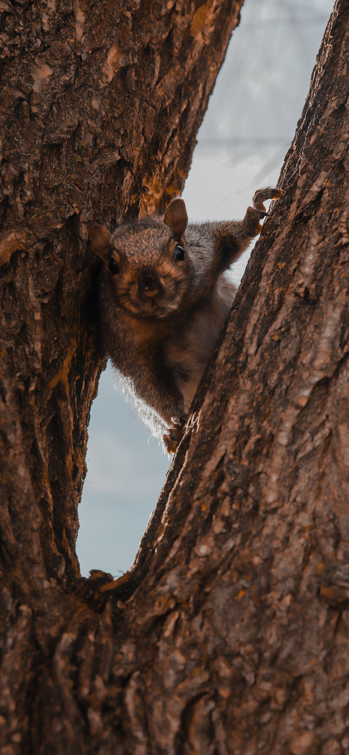 [2436×1125]松鼠 树干 树枝 爬行 苹果手机壁纸图片