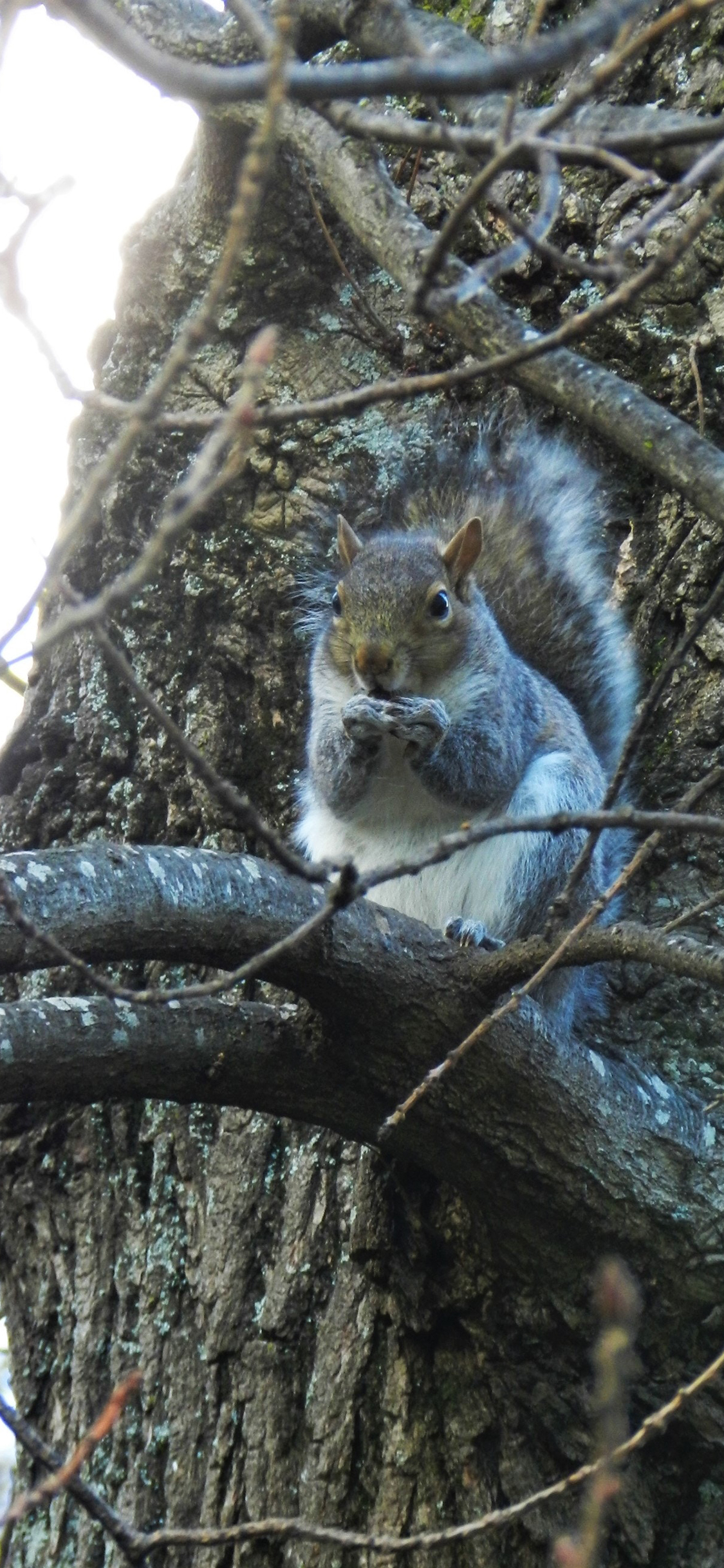 [2436×1125]松鼠 树干 树枝 皮毛 啃食 苹果手机壁纸图片