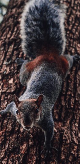 [2436x1125]松鼠 树干 爬行 仰拍 苹果手机壁纸图片