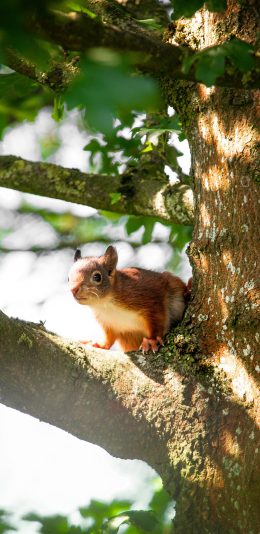 [2436x1125]松鼠 树干 爬行 枝叶 苹果手机壁纸图片