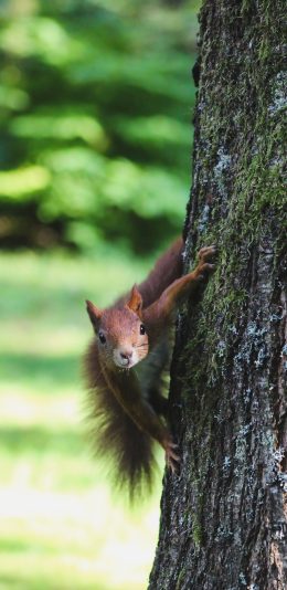 [2436x1125]松鼠 树干 爬行 皮毛 苹果手机壁纸图片