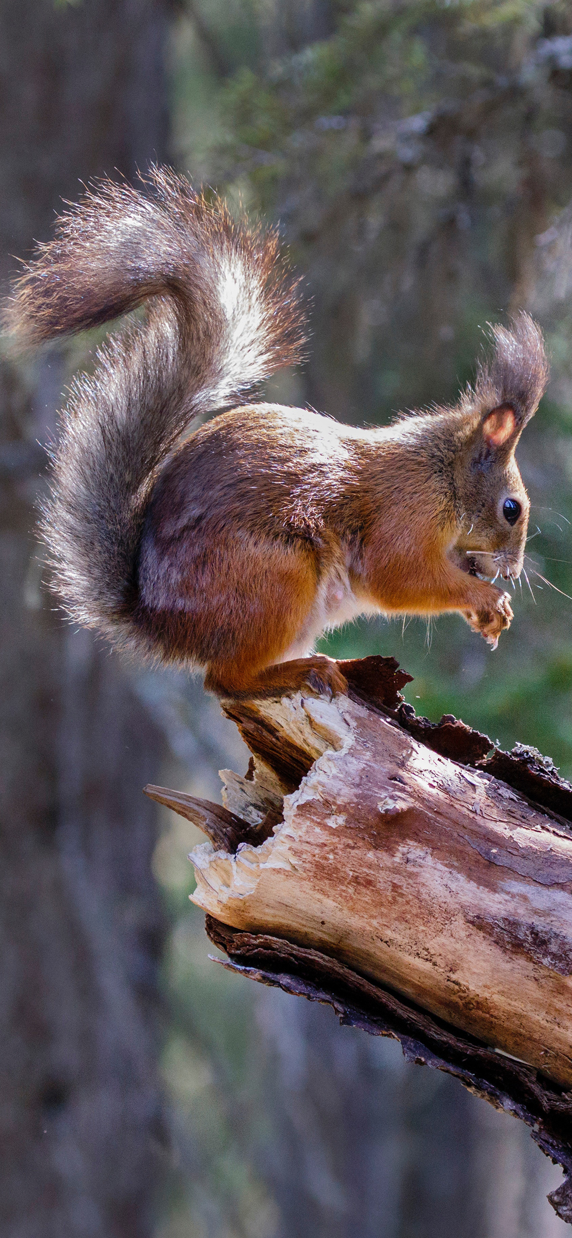 [2436×1125]松鼠 树干 皮毛 觅食 苹果手机壁纸图片
